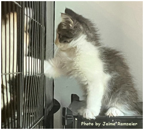 Nebula