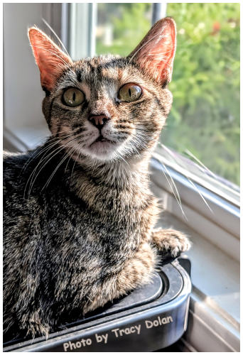 Stella