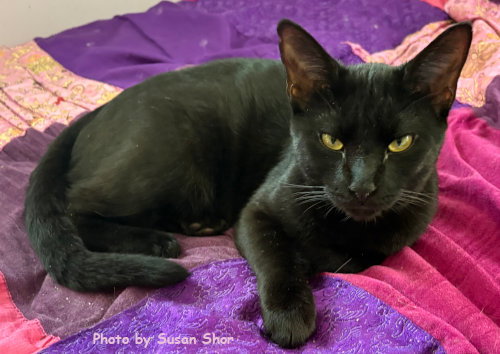 picture of the cat needing adoption