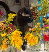Felix - Photo 2