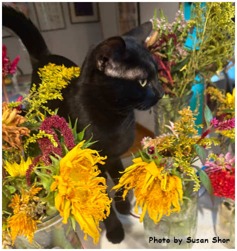 FELIX - Domestic Short Hair / Siamese available for adoption