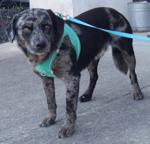 picture of the dog needing adoption