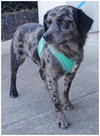 Chase - Photo 3