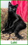 Loki - Photo 1