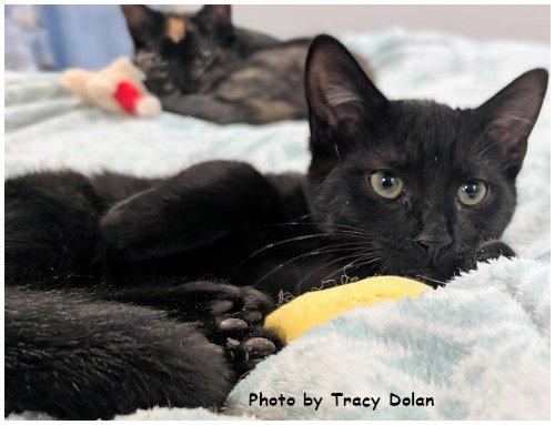 LOKI - Domestic Short Hair available for adoption