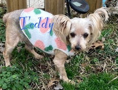 Teddy, an adoptable Yorkshire Terrier Yorkie in Oak Ridge, TN