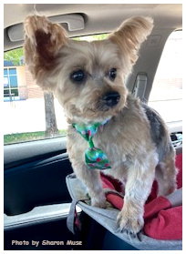 Teddy, photo 2