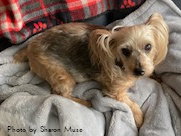 Teddy, photo 4