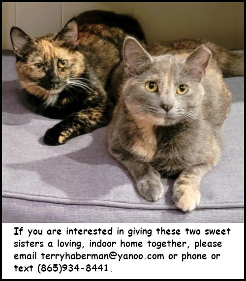 Meisha, an adoptable Tortoiseshell in Oak Ridge, TN