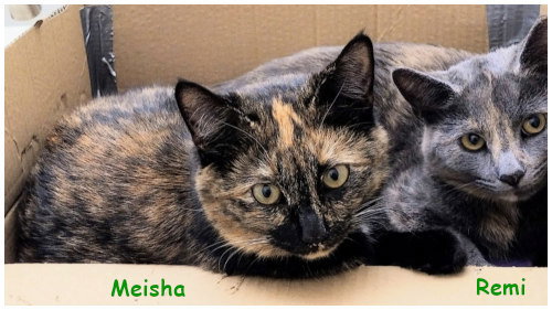 Meisha