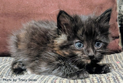 Bailey, an adoptable Tortoiseshell in Oak Ridge, TN