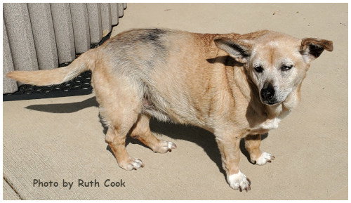 Trixie, photo 2