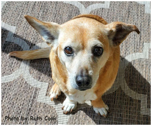 Trixie, photo 3