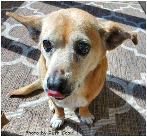 Trixie, photo 4