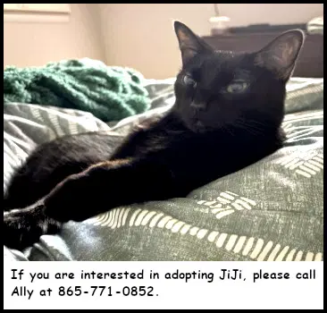 Jiji - Domestic Short Hair