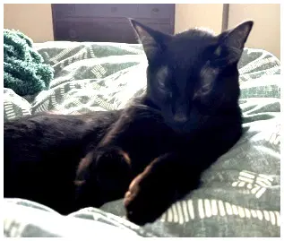 Jiji image 2