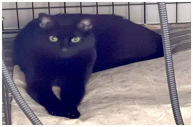 Jiji image 3