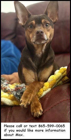 Max, an adoptable Chihuahua in Oak Ridge, TN
