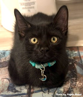 Knox, an adoptable Domestic Short Hair in Oak Ridge, TN
