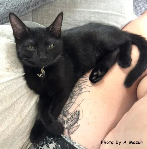 Cook - Domestic Short Hair