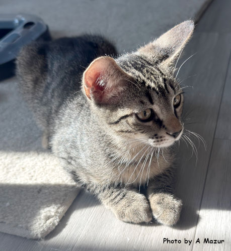 Josh, an adoptable Domestic Short Hair in Oak Ridge, TN