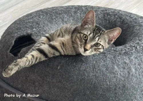 Josh - Siamese