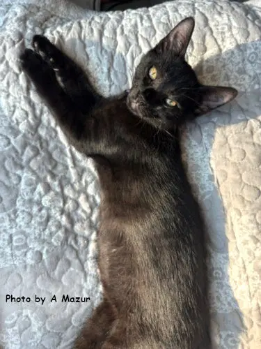 Dion - Domestic Short Hair