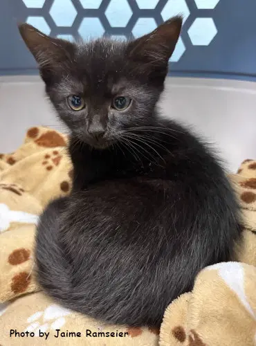 Cookie - Domestic Short Hair