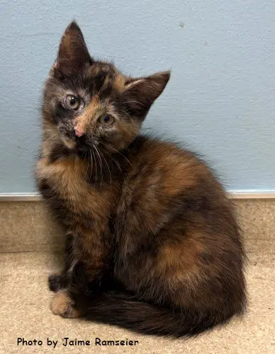 Almond - Domestic Short Hair