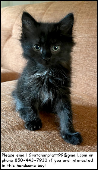 Miso, an adoptable Domestic Medium Hair in Oak Ridge, TN