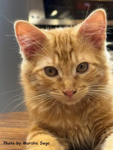Rory - Domestic Short Hair