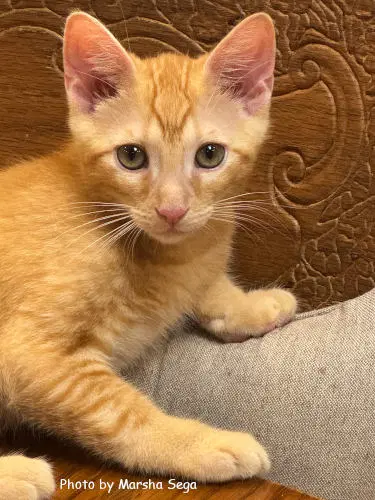Flynn - Domestic Short Hair