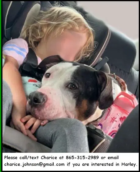 Harley - American Pit Bull Terrier