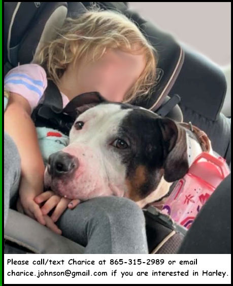 Harley, an adoptable American Pit Bull Terrier in Oak Ridge, TN
