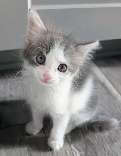 Annie Oakley - Domestic Medium Hair
