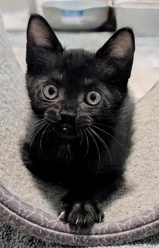 Henry - Domestic Short Hair