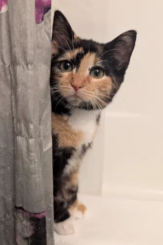 Jolene - Calico