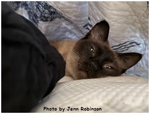 Sweet Pea image 3