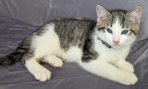 Hank - Domestic Short Hair