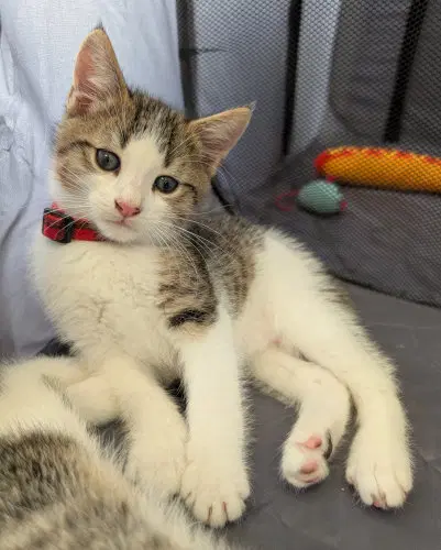Willie - Domestic Short Hair