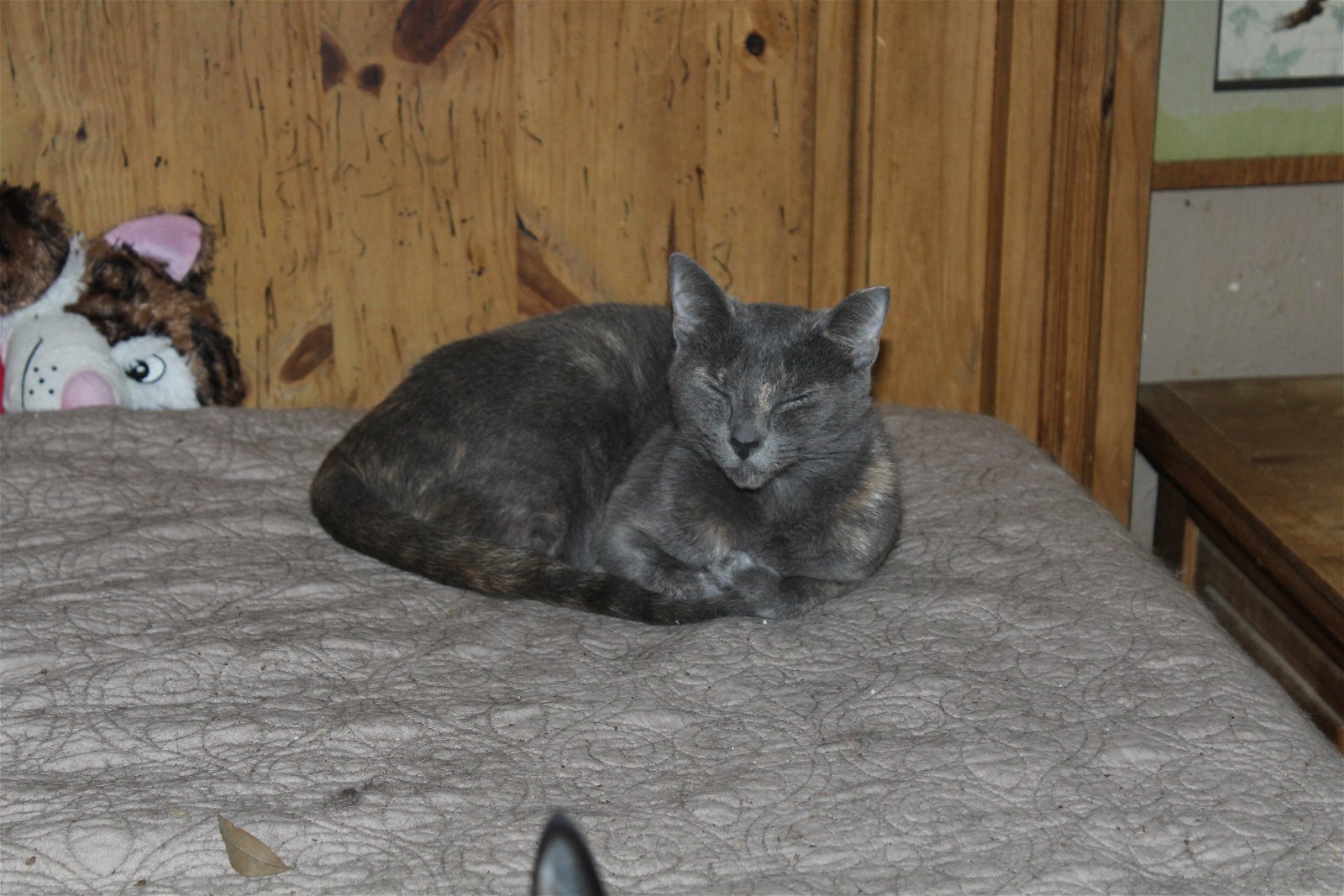 adoptable Cat in Cypress, TX named Hollar Back Girl