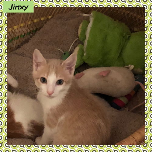 Jinxy