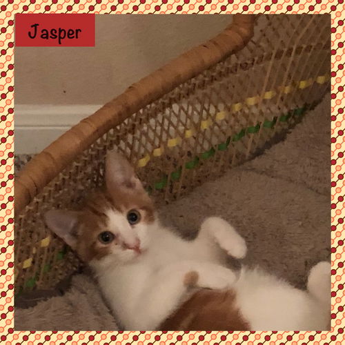 Jasper