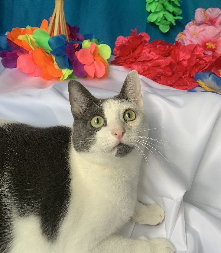 adoptable Cat in Cypress, TX named Gracie