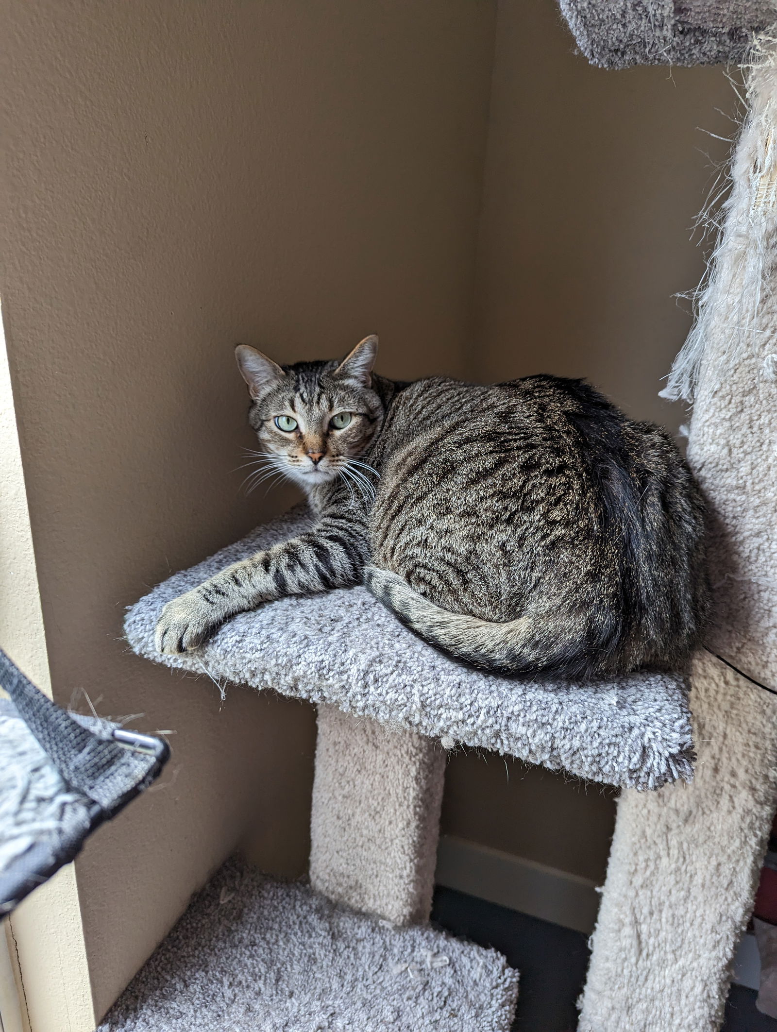 adoptable Cat in Cypress, TX named DASH