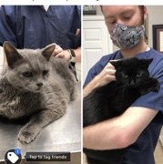 adoptable Cat in Cypress, TX named LUNA and MARCO