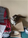 adoptable Cat in cypress, TX named NALA