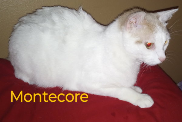 MONTECOR