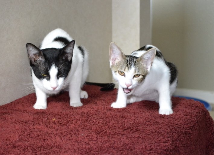 adoptable Cat in Cypress, TX named Giggles & Snickers