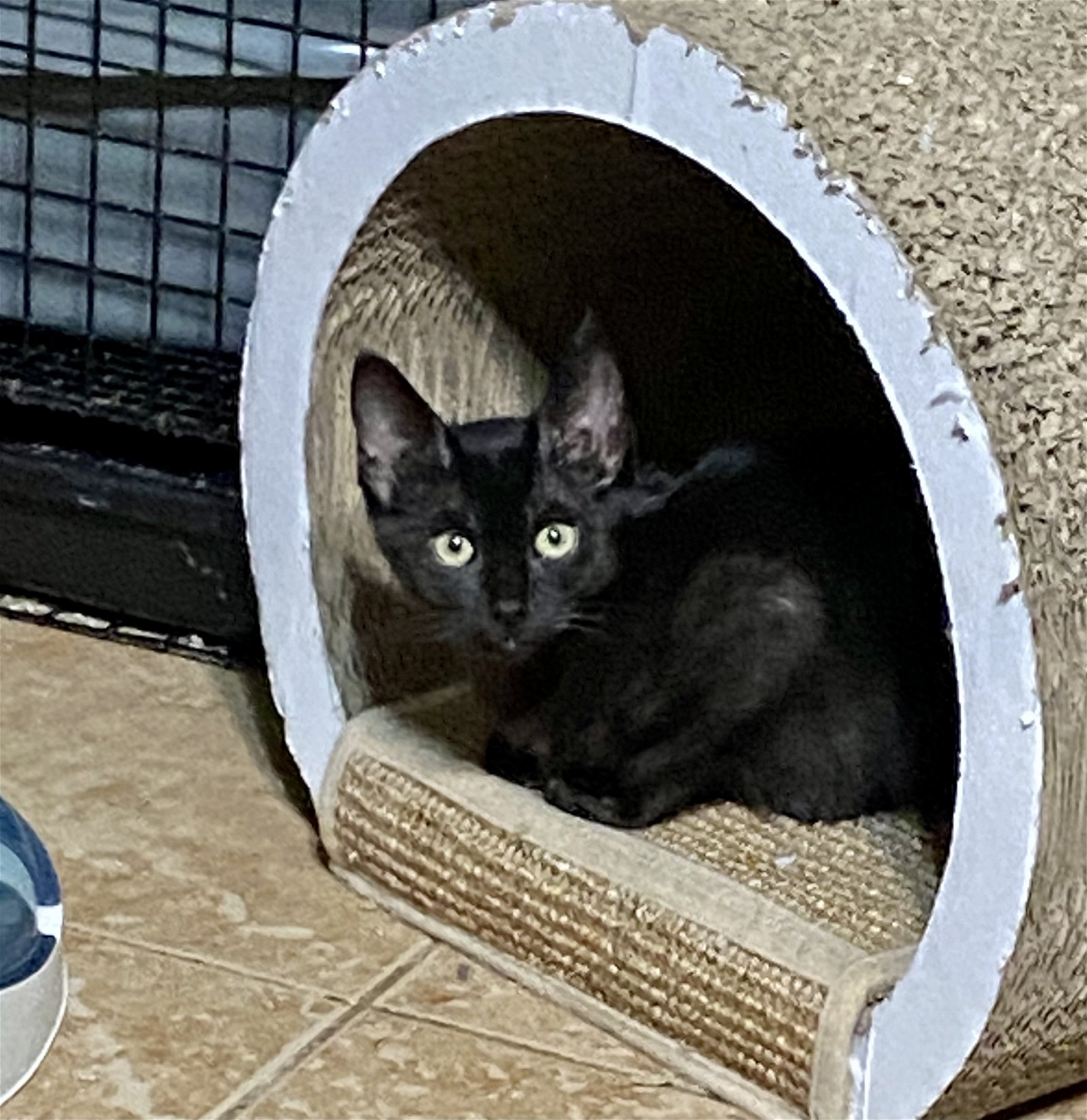 adoptable Cat in Cypress, TX named NEWTON